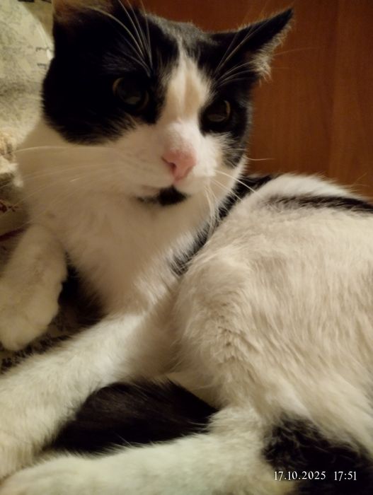 Отдам кота - хоть куда