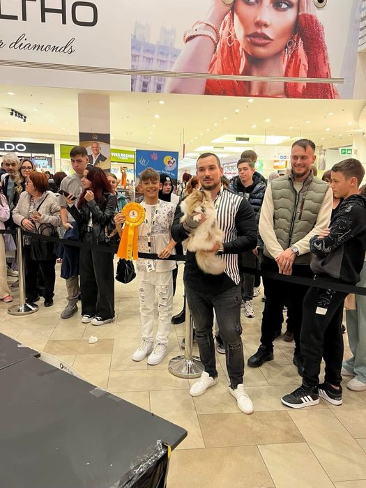 Pisica Persana Testata genetic si viral sterilizata