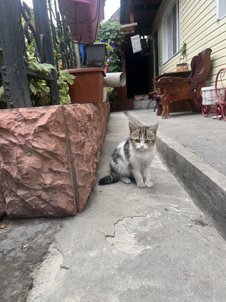 Одам котёнка девочка