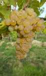 Struguri premium pentru vin - direct de la producător