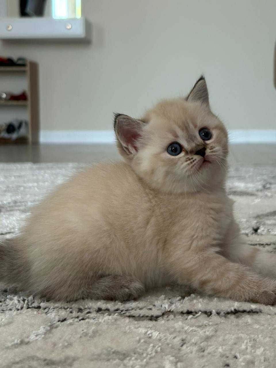 British shorthair mushukcha sotiladi