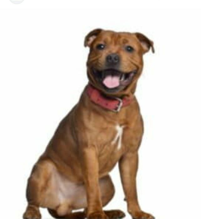 Собака собаки ..