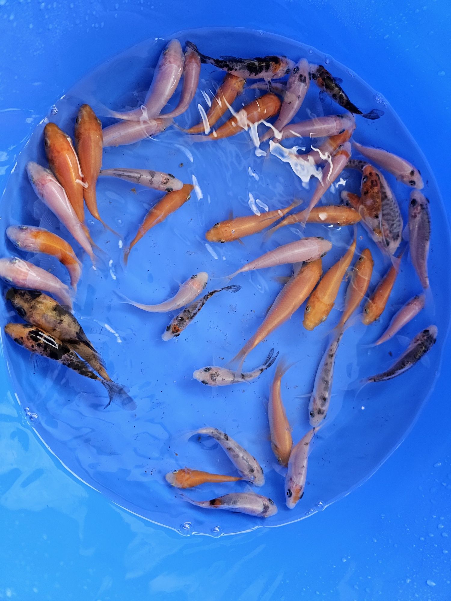 Crapii koi standard