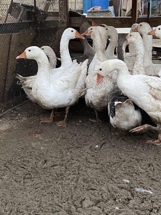 Каз, Гусь сатылады