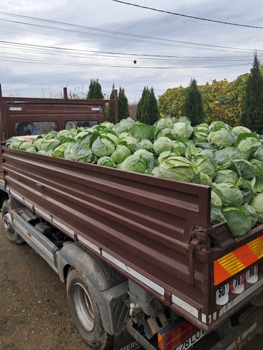 Varză de Buzău cu frunză subțire