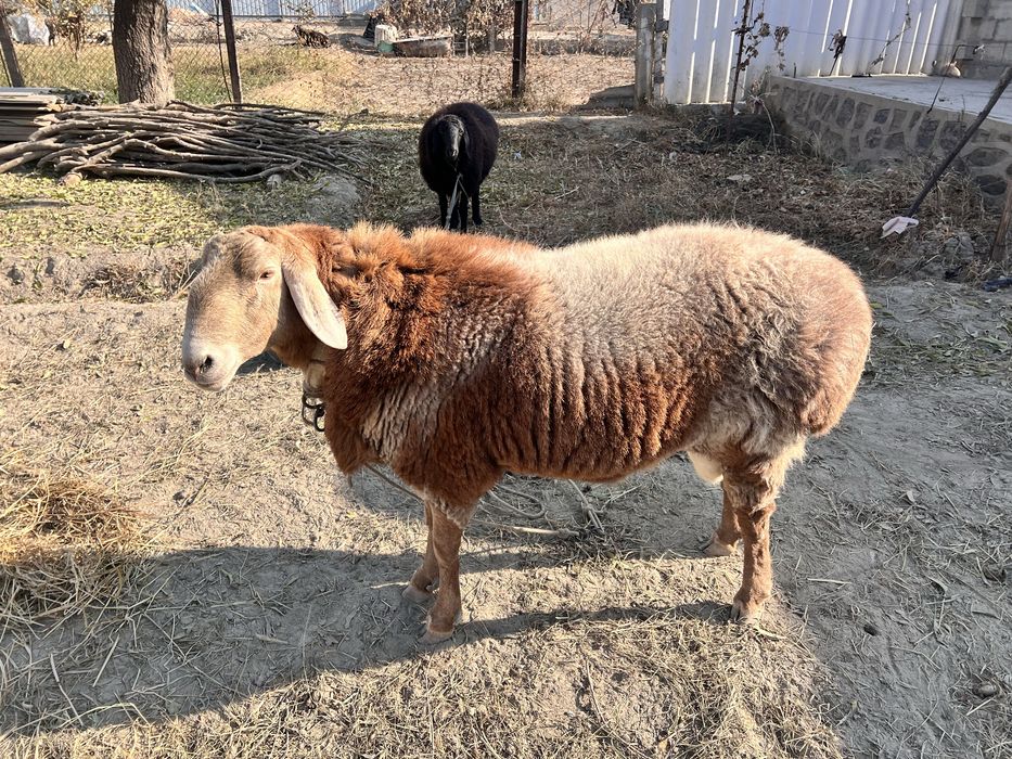 Арашан парода кучкор