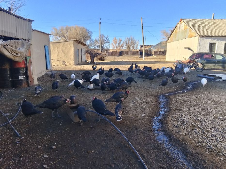 Үндік индюк күркетауық