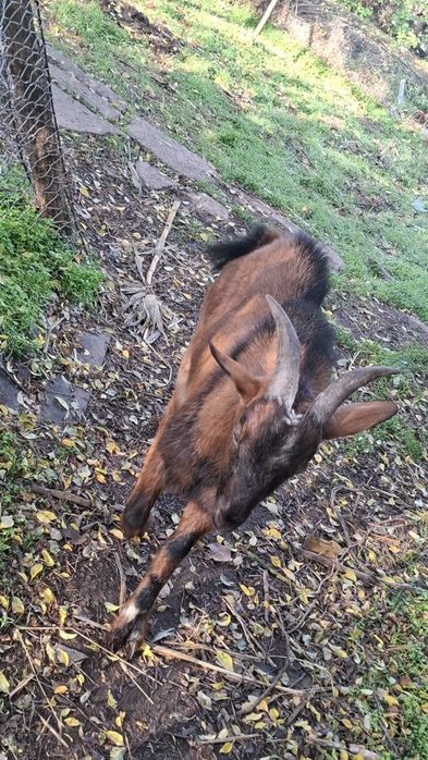 Vând țap alpin francez