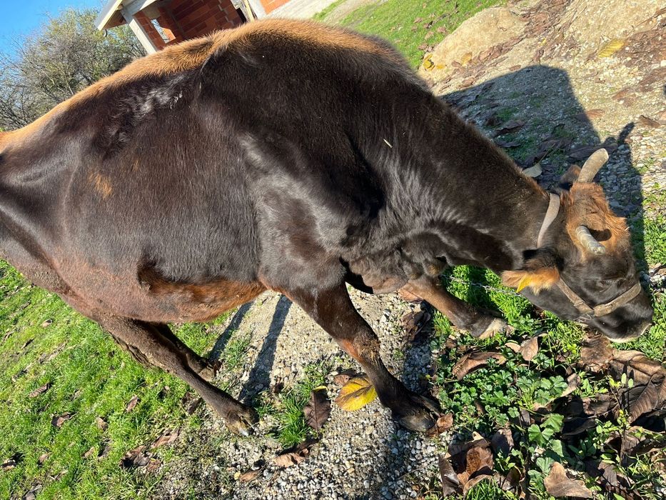 Vaca de vanzare -