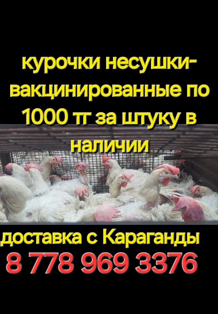 Курочки несушки вакцинированные