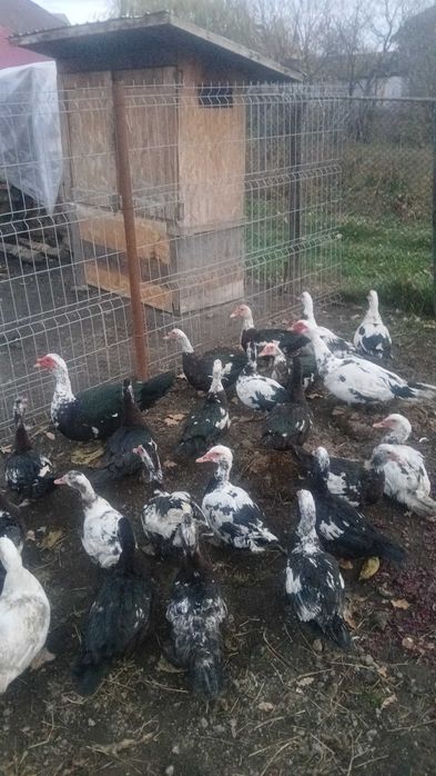 Rate lesesti de vanzare