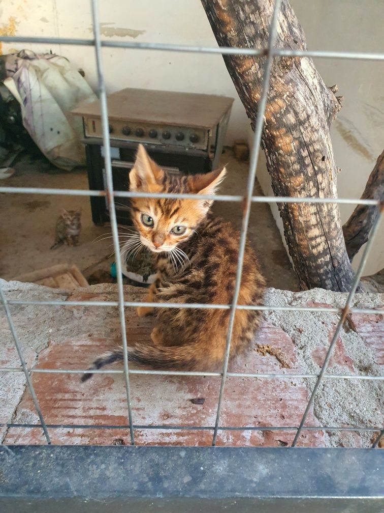 Бенгалска котка.,котета