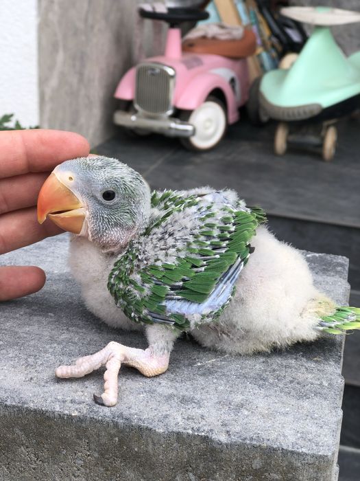 Pui blanzi 2025 papagali Marele Alexandru Alexander