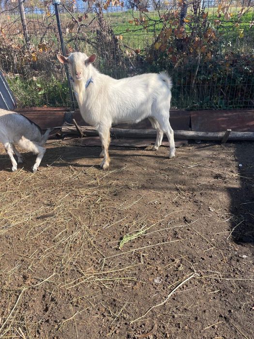 Tap frumos de vanzare