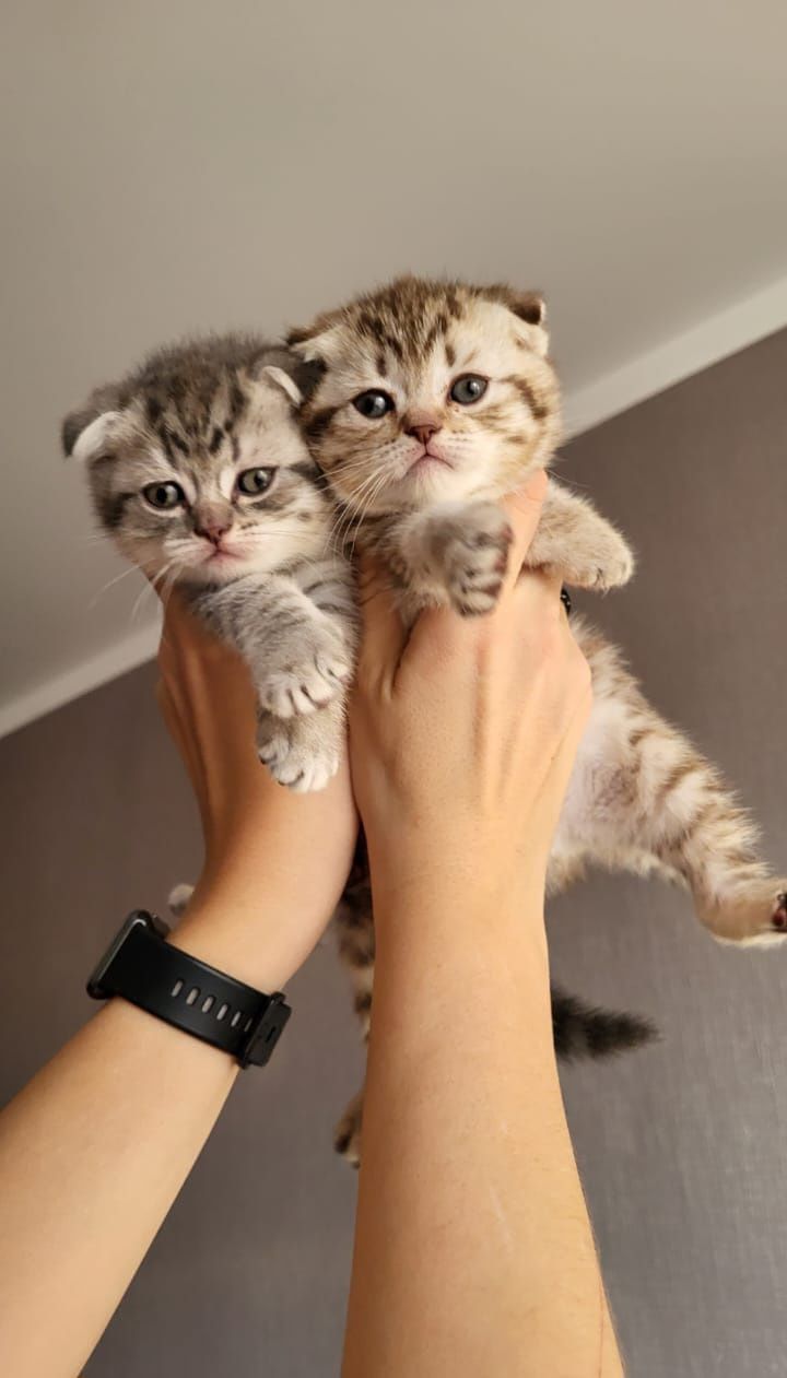 Скоттиш Фолд и Страйт.