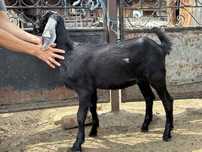 Ieduta anglonubiana disponibila cu pedigree
