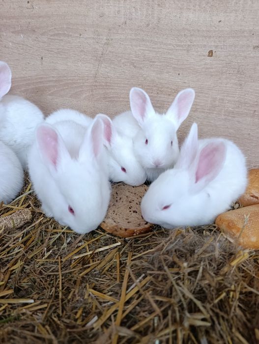 Vând Iepurași albi