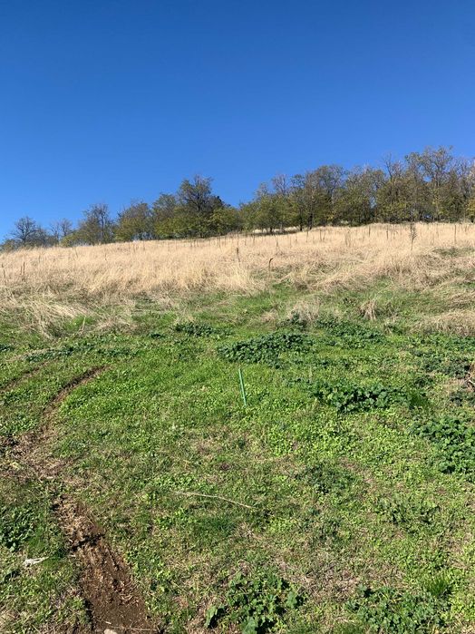 Продава се Парцел в Карлово - 9329 кв.м за 60 €/кв.м - Снимка #6