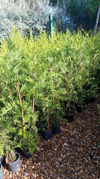 Vând chiparos leylandi diferite dimensiuni