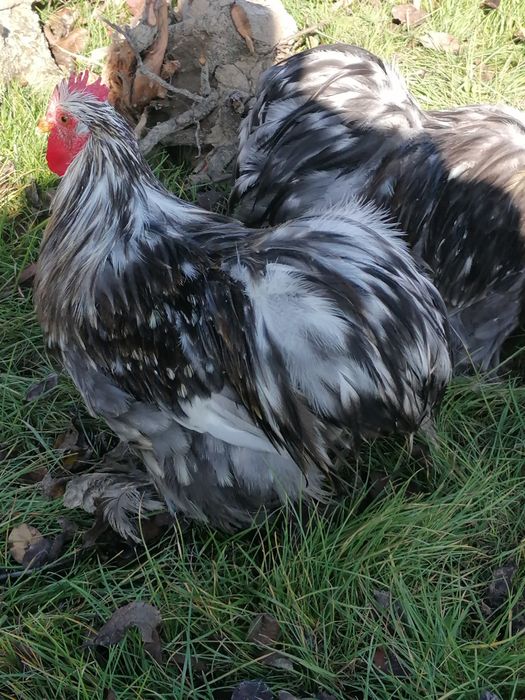 Vând gâște și găini cochinchina uriaș