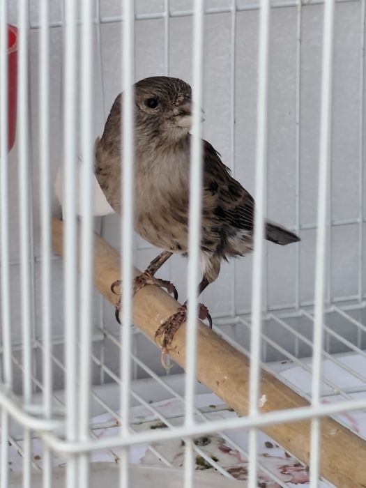 Канарейка 1 е́ш нар