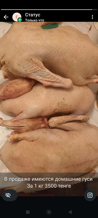 Домашний гусь, гусятина