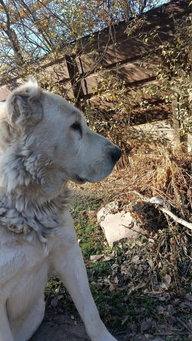 Алабая (девочка) только в хорошие руки