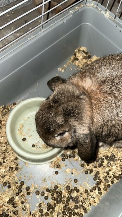 Продаются кролики породы барашек .