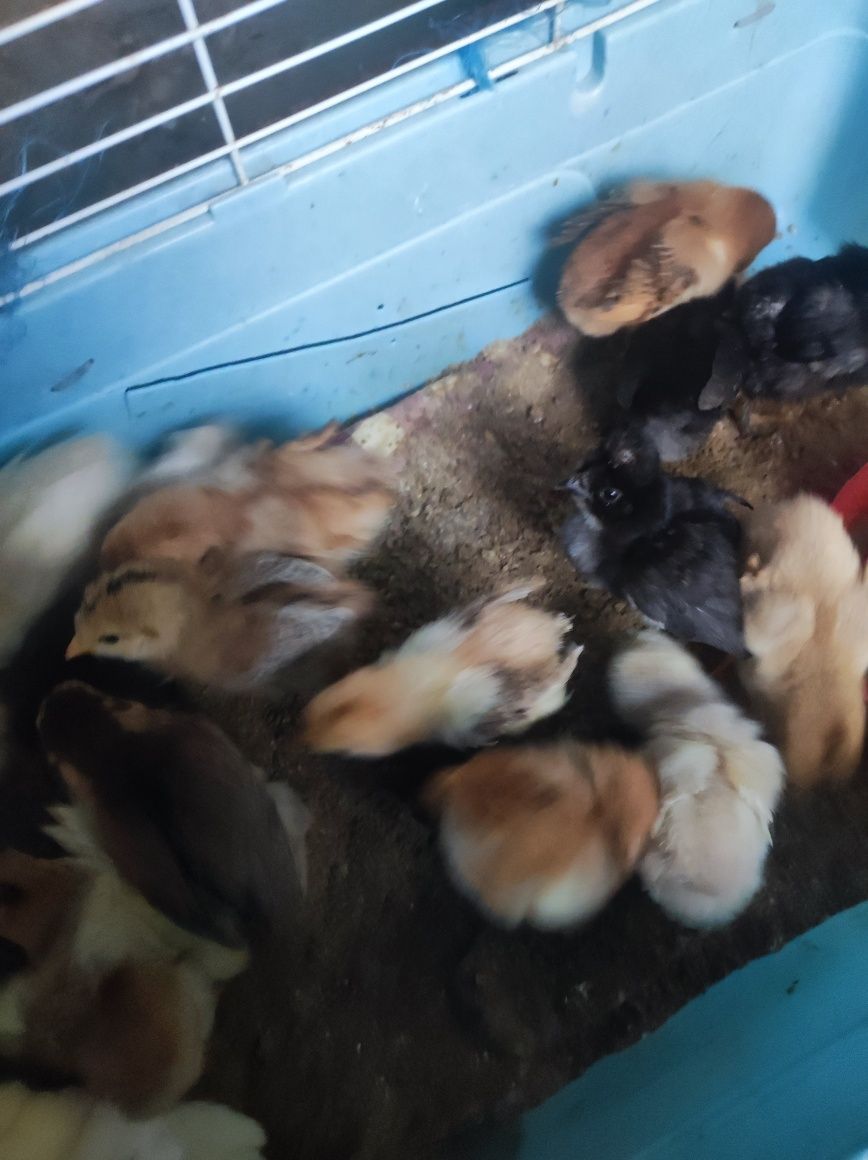 Vând pui de casă, de la o zi
Prețul de la 8 lei bucata 
La o săptămână
