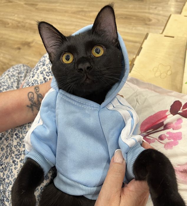 Отдам кота срочно