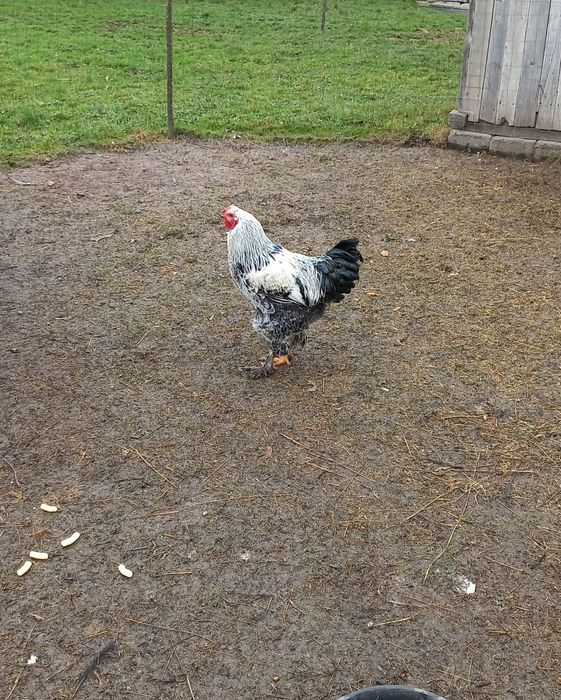 Cocos brahma vand sau schimb