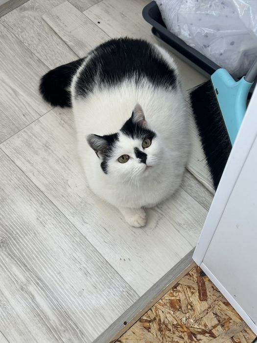 Ищет дом очень добрая ручная красивая кошечка