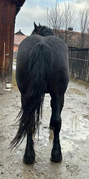 Mânz de iapa neagră