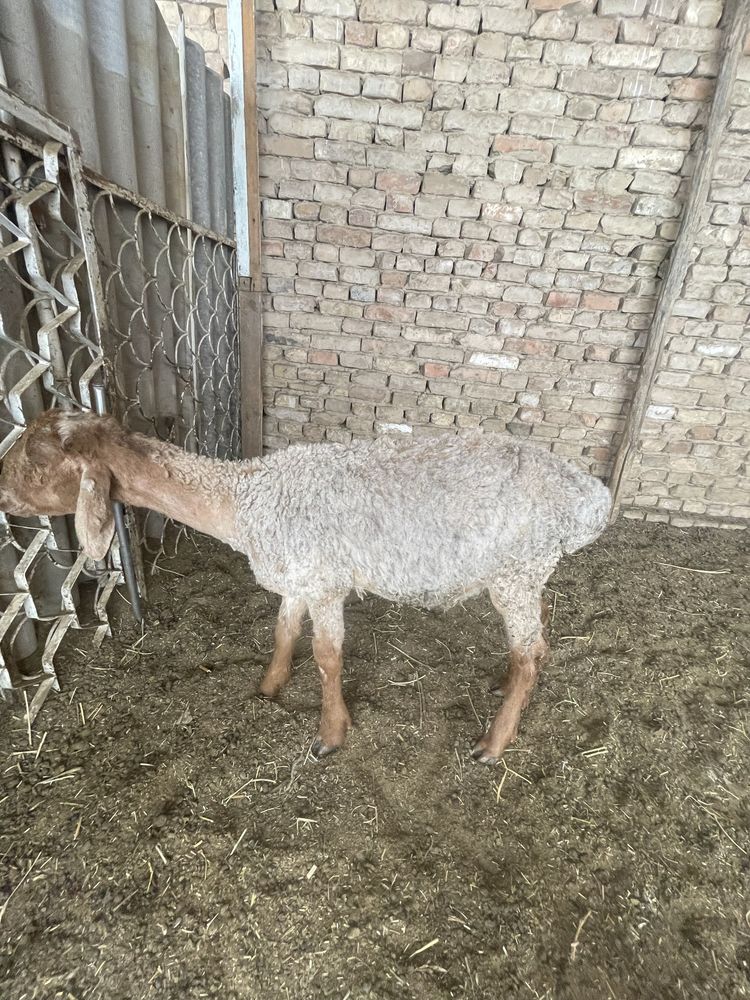 Qochqor sotiladi.      .