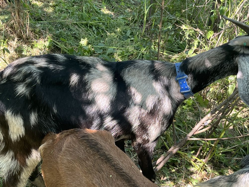 Capra anglo nubian fara pedigre