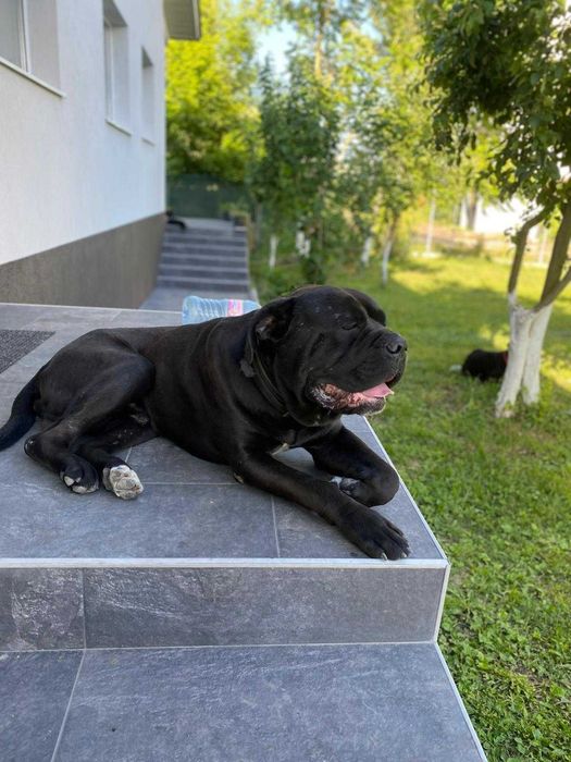 Donez Cane Corso Metis