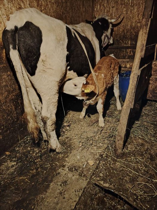Vaca  cu  vițel.