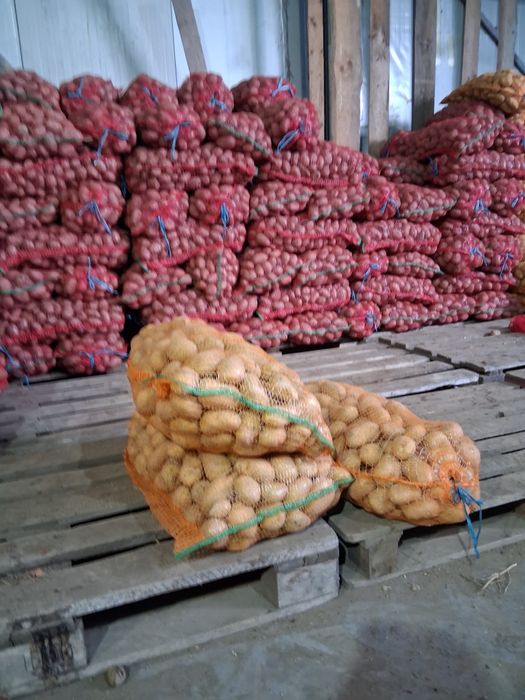 Cartofi și varză 2 lei transportul gratuit