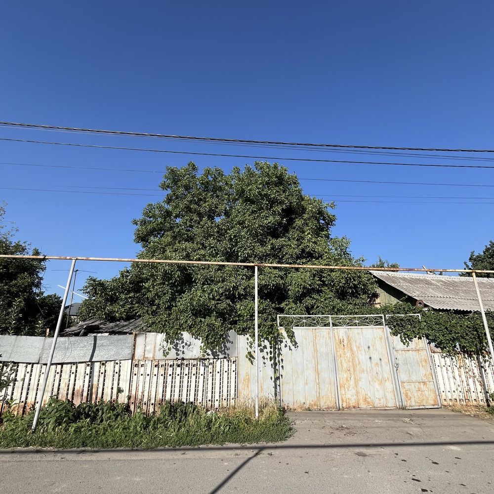 Ореховое дерево под спил