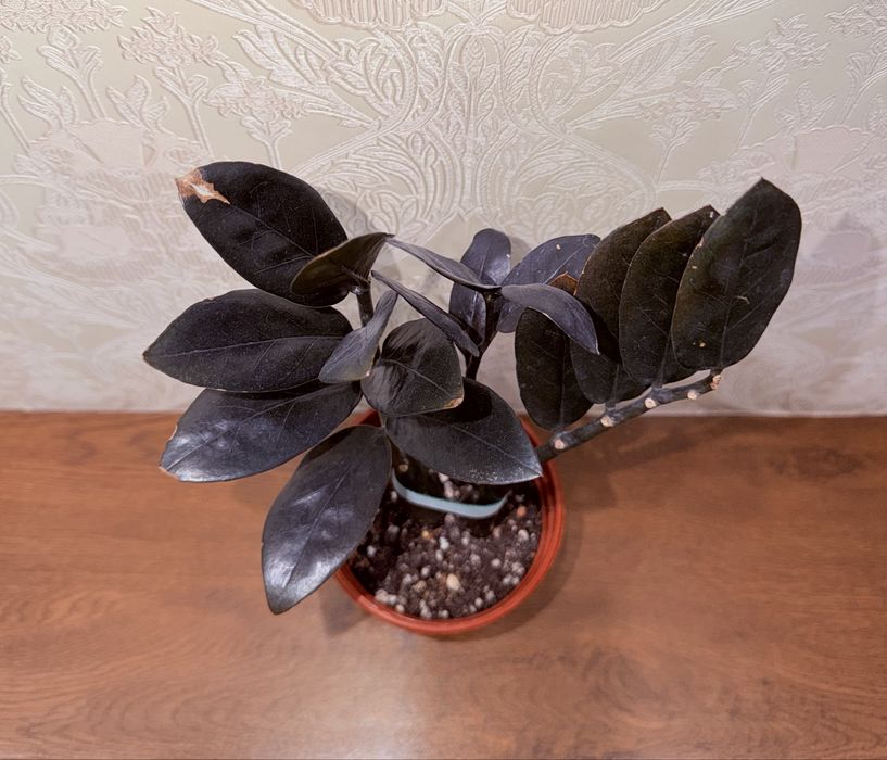 Замиокулькас, комнатные растения, комнатные цветы