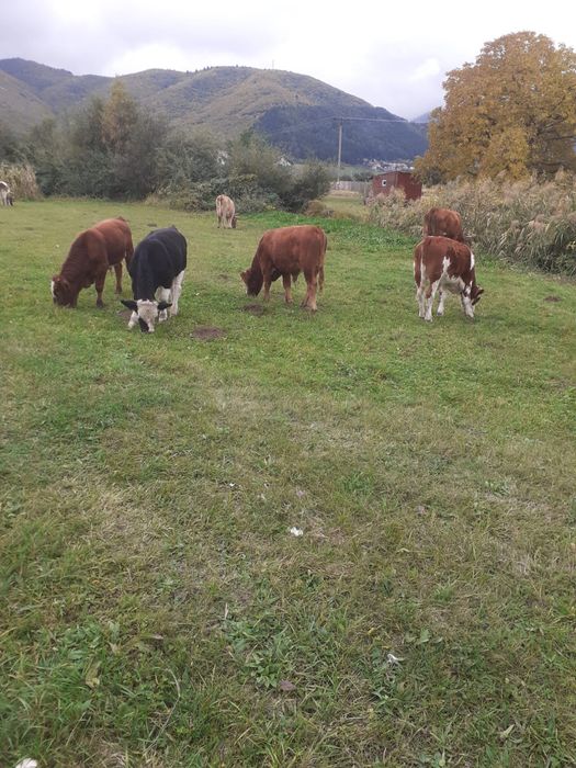Vând 3 tăurasi si o vițea