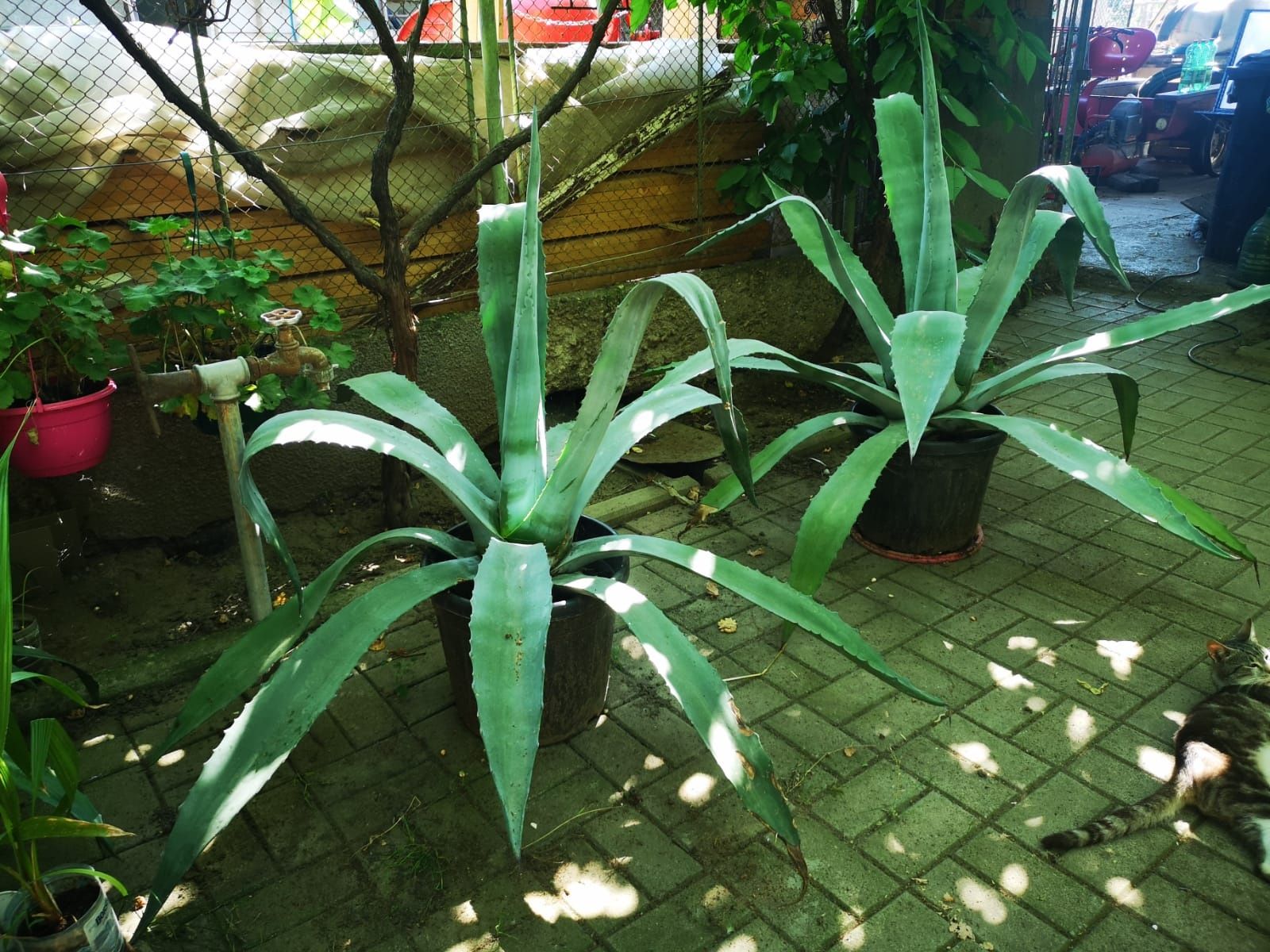 Vând Agave american