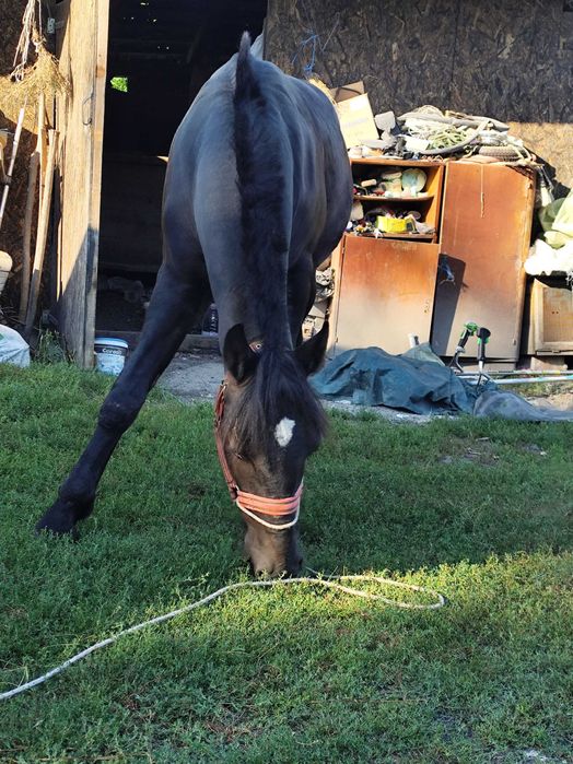 Armăsar de 1 an și două luni de vânzare