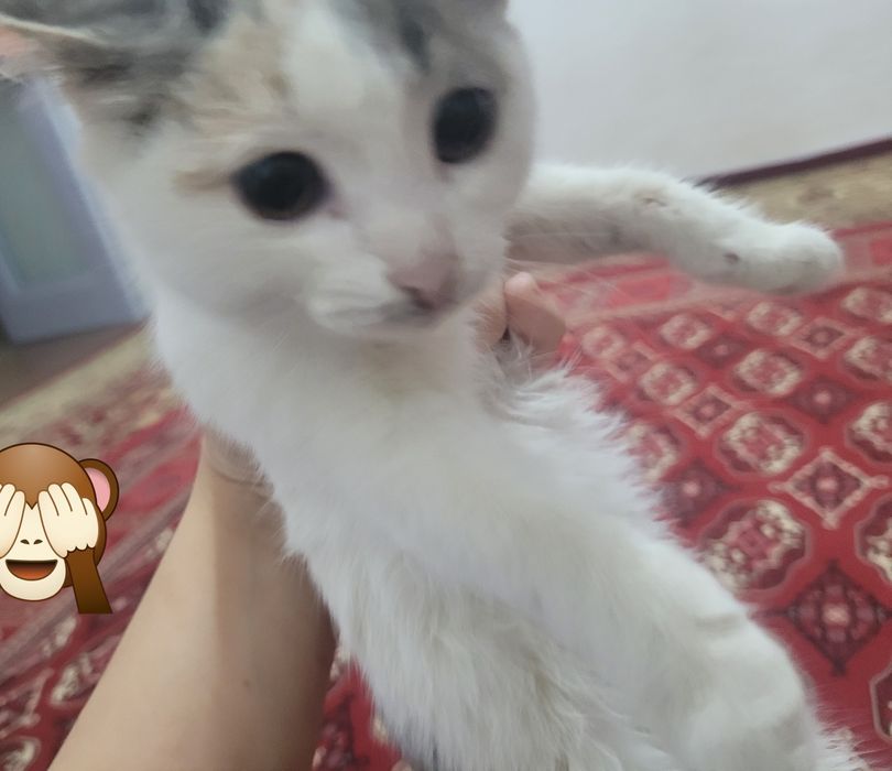 Котёнок домашний