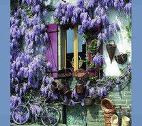 planta cataratoare...wisteria