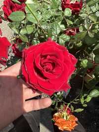 Продам розы англиские цветущие