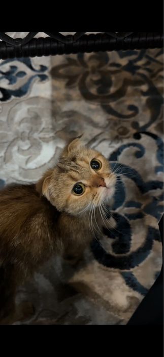 Shinshila mushuk sotiladi