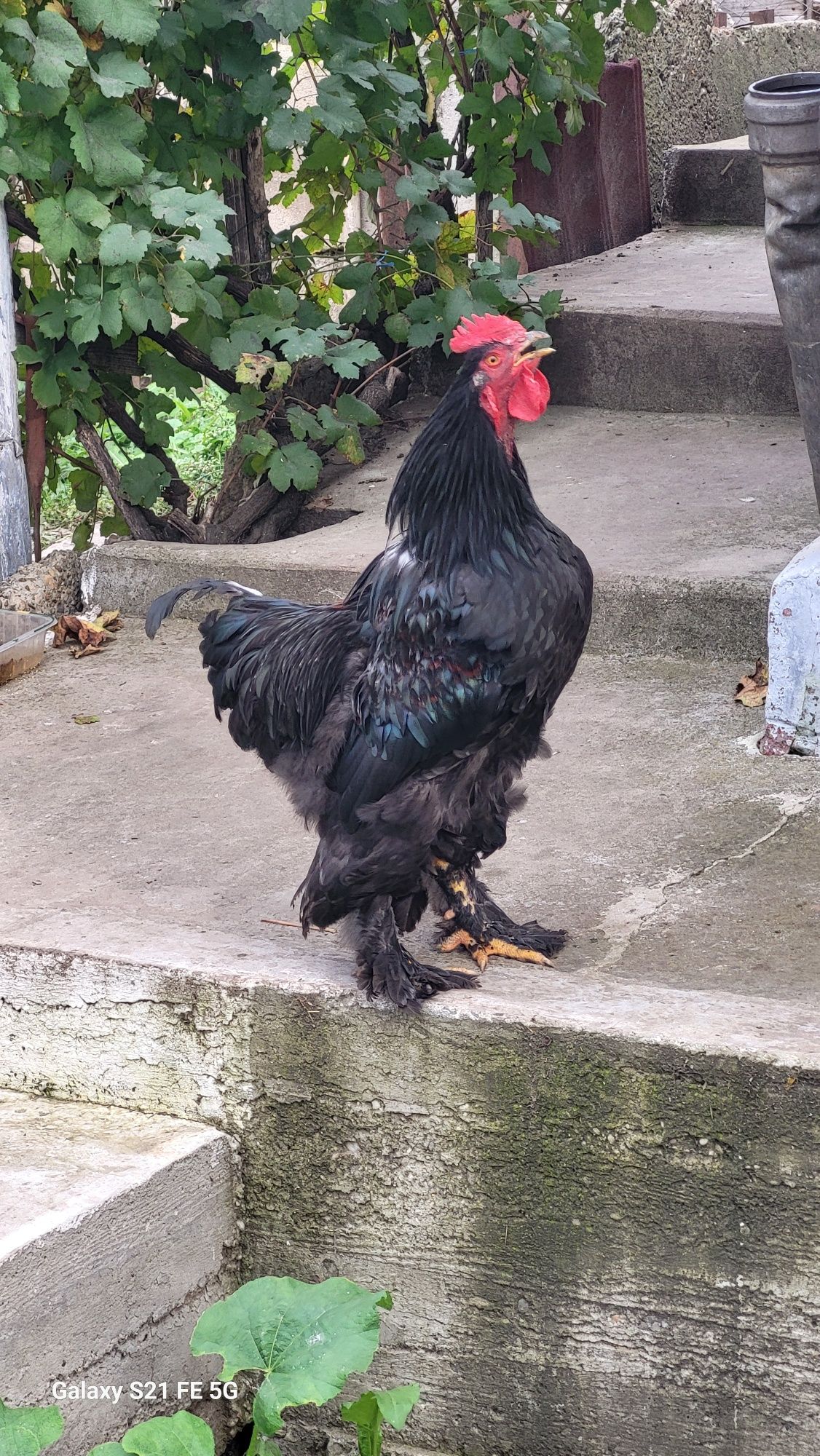 Cocoș brahma de vânzare