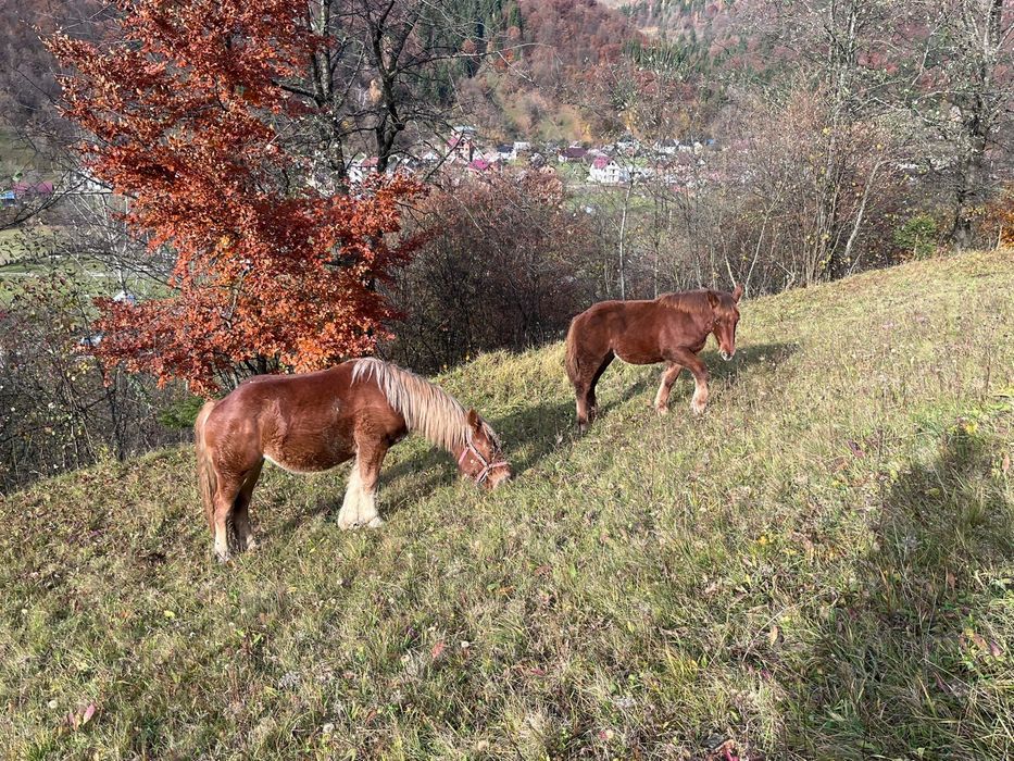 De vanzare manze! Una de un an si una de 6,7 luni!