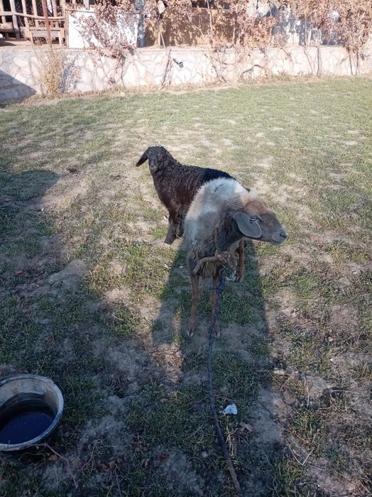 Она бола куй сотилади